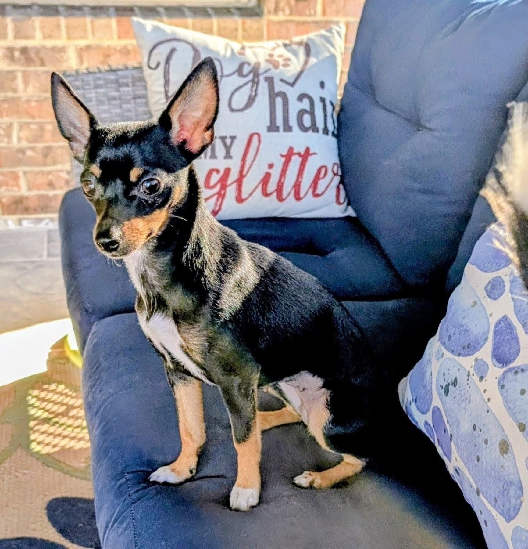 Enlarge Marilyn Monroe, a Adopted mixed breed in San Antonio, TX image 2/6