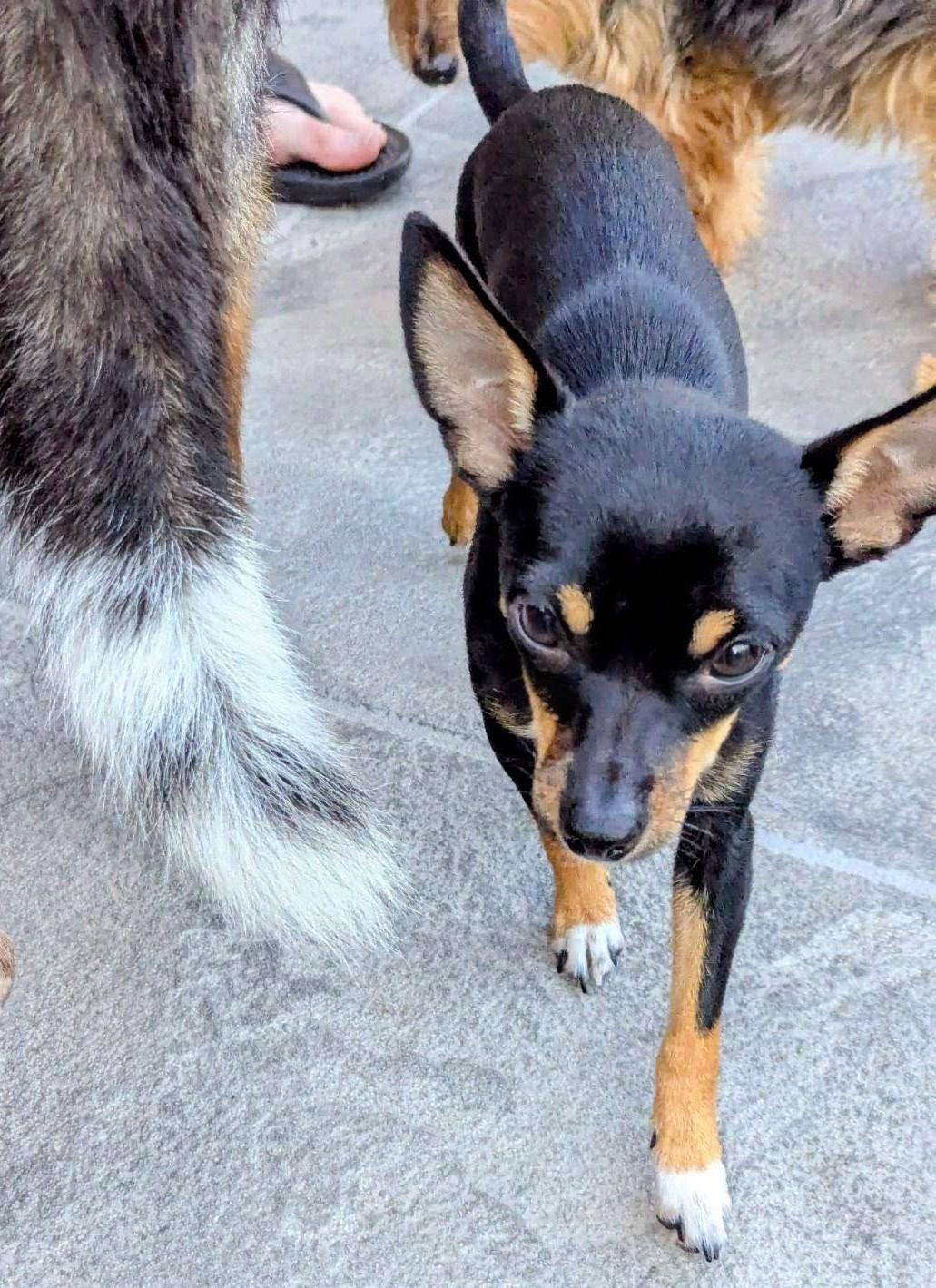 Enlarge Marilyn Monroe, a Adopted mixed breed in San Antonio, TX image 4/6