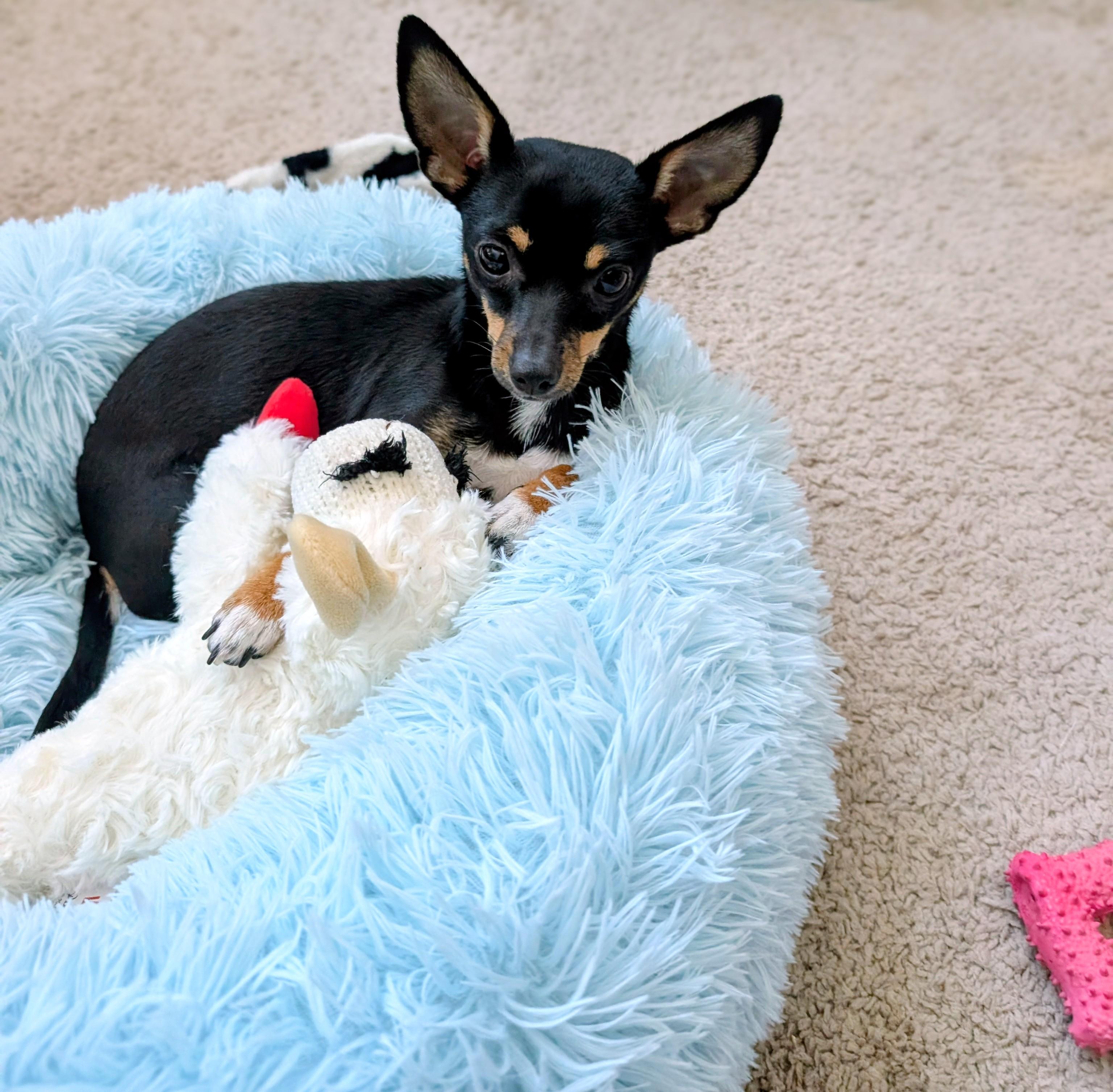 Enlarge Marilyn Monroe, a Adopted mixed breed in San Antonio, TX image 5/6