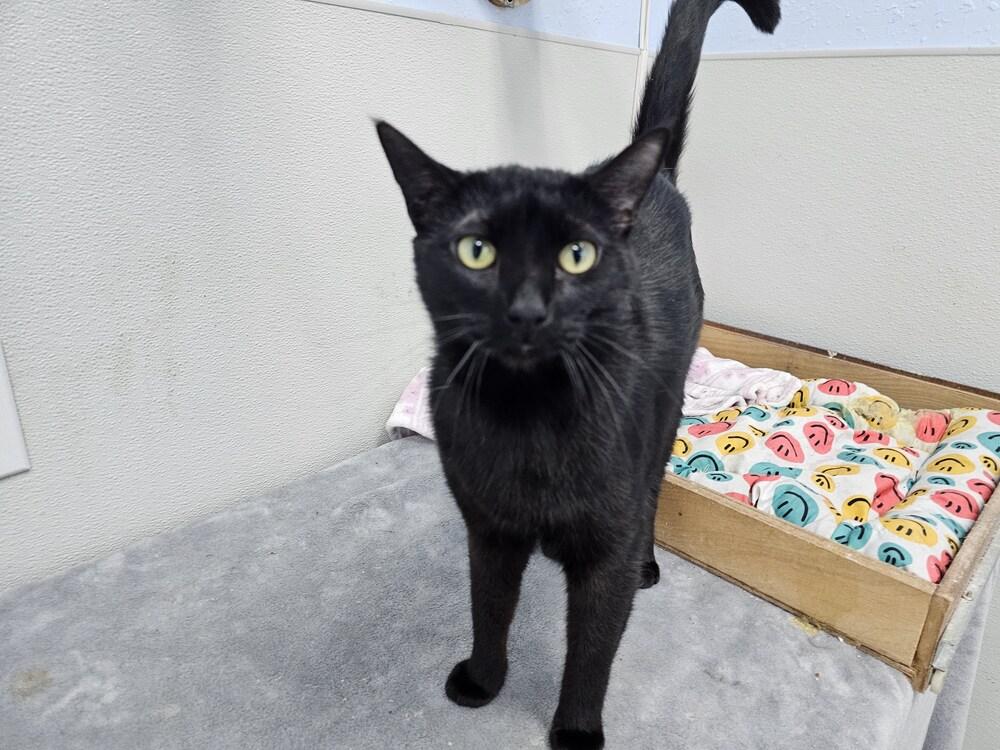 Miss Kitty, Adoptable, Adult Female Domestic Short Hair.