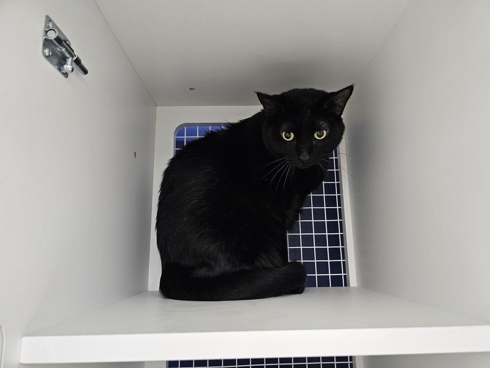 Enlarge Miss Kitty, a Adoptable Domestic Short Hair in Bossier City, LA image 2/2