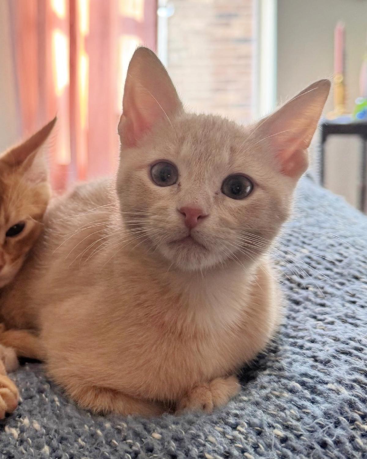 Gouda, adopted, Young Male Domestic Short Hair.