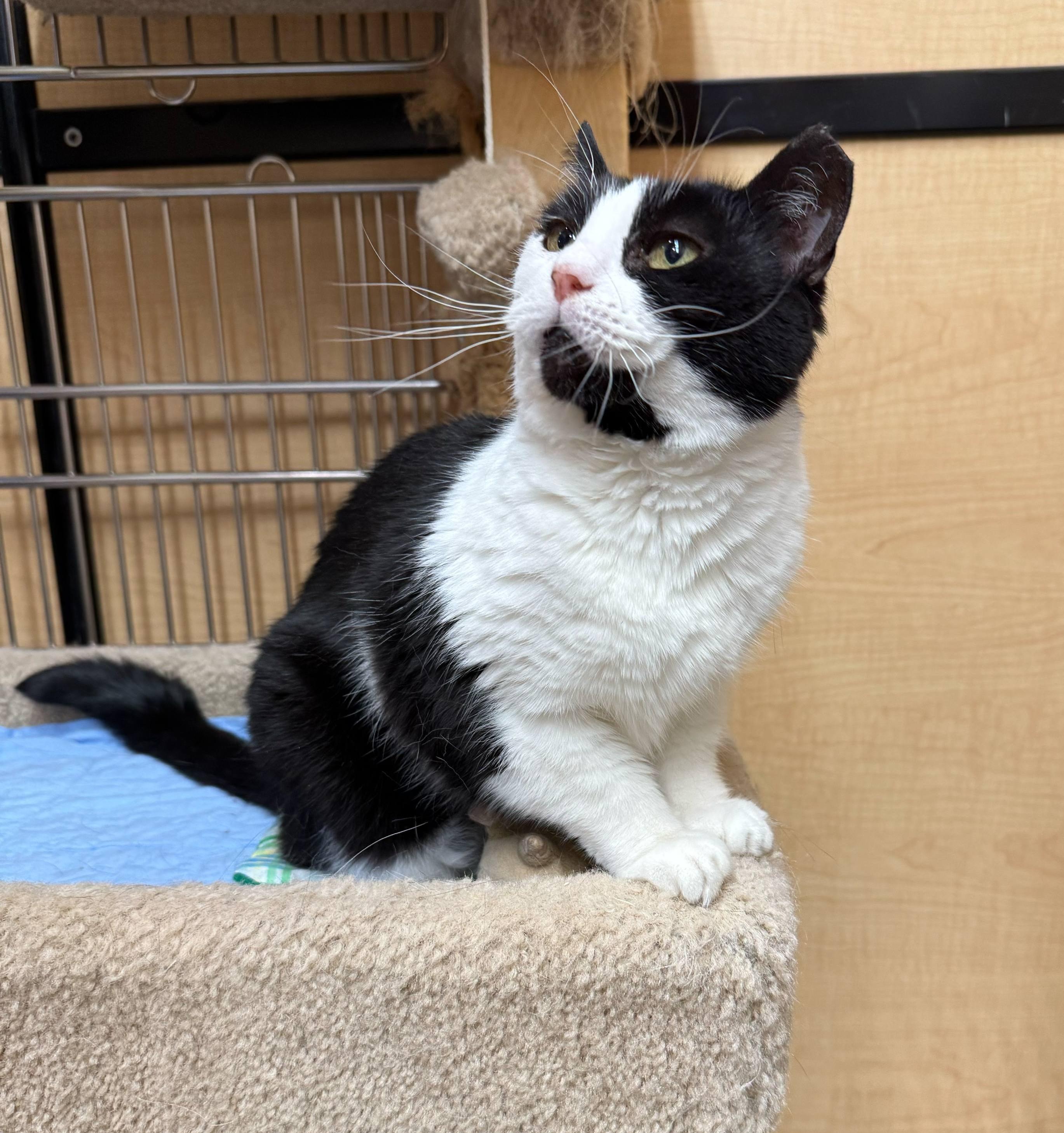 Black And White Cats for Adoption: Find Your Perfect Feline Friend