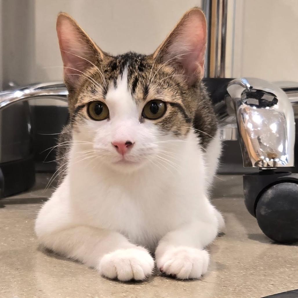 Dylan, Adoptable, Young Male Domestic Short Hair.