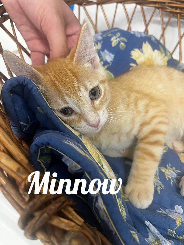 Minnow