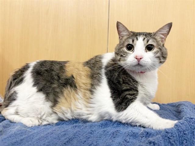 RAIN, Adoptable, Adult Female Domestic Short Hair.