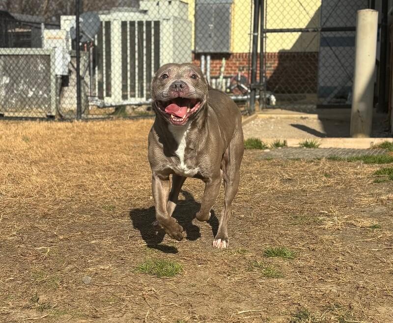 Enlarge Merchant, a Adoptable mixed breed in Disputanta, VA image 1/4