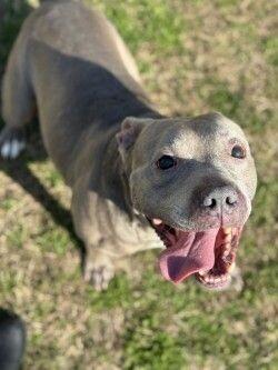 Merchant, a Adoptable mixed breed in Disputanta, VA image 1/3