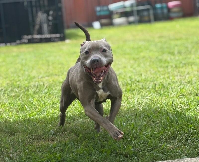 Merchant, a Adoptable mixed breed in Disputanta, VA image 2/3