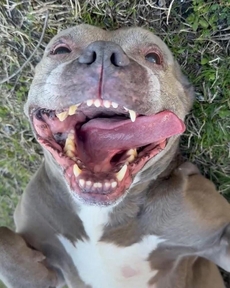 Merchant, a Adoptable mixed breed in Disputanta, VA image 3/3