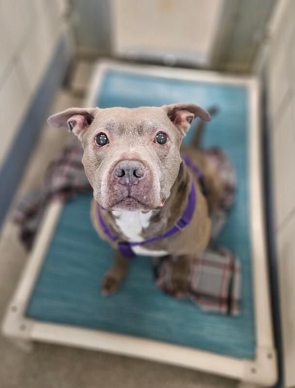 Enlarge Merchant, a Adoptable mixed breed in Disputanta, VA image 5/5