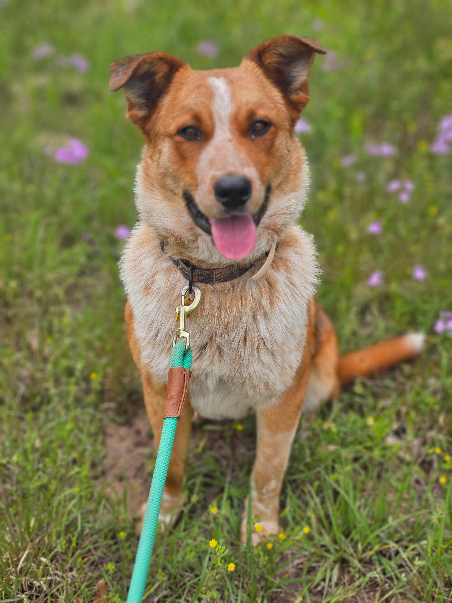 Enlarge Red, a Adopted Australian Cattle Dog / Blue Heeler in Tulsa, OK image 1/3
