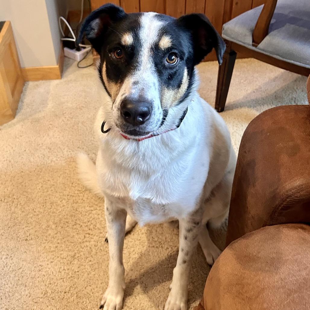 Luigi, Adoptable, Adult Male Cattle Dog & Hound.