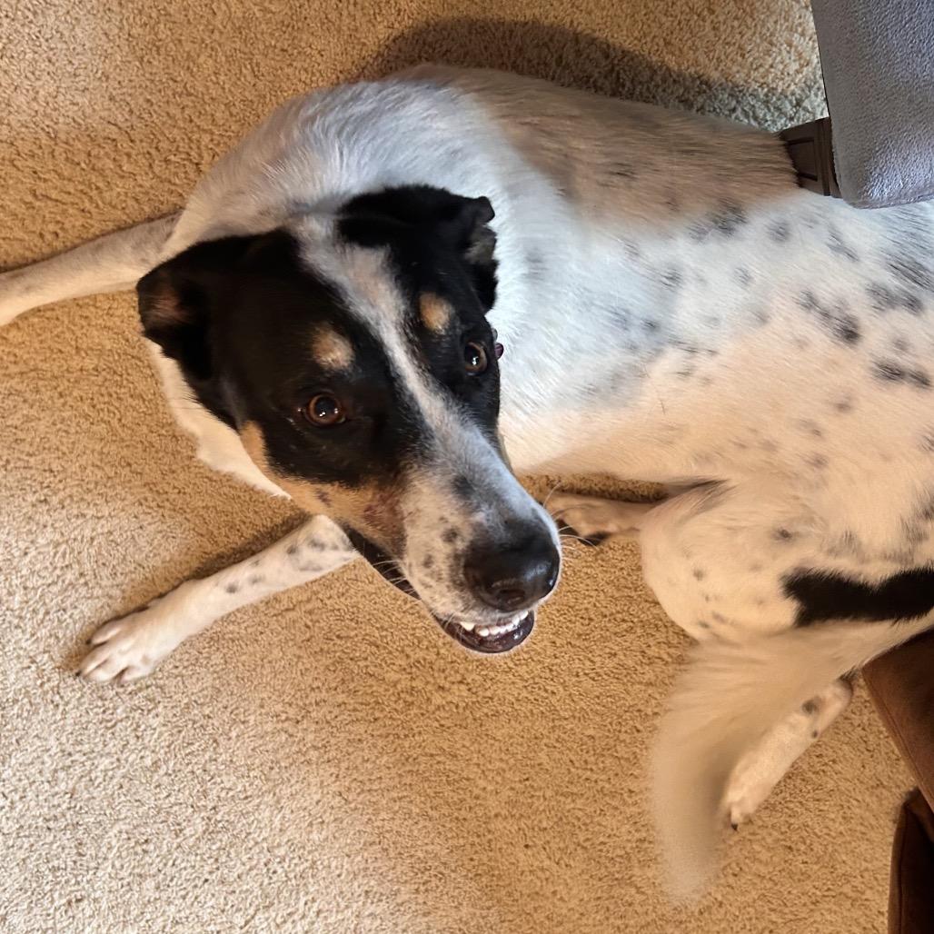 Enlarge Luigi, a Adoptable mixed breed in Crystal, MN image 2/2