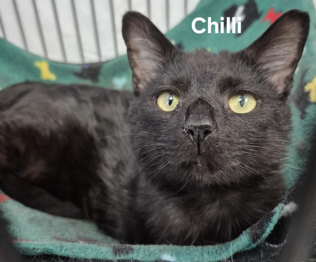 Chilli, Adoptable, Young Male Domestic Short Hair.