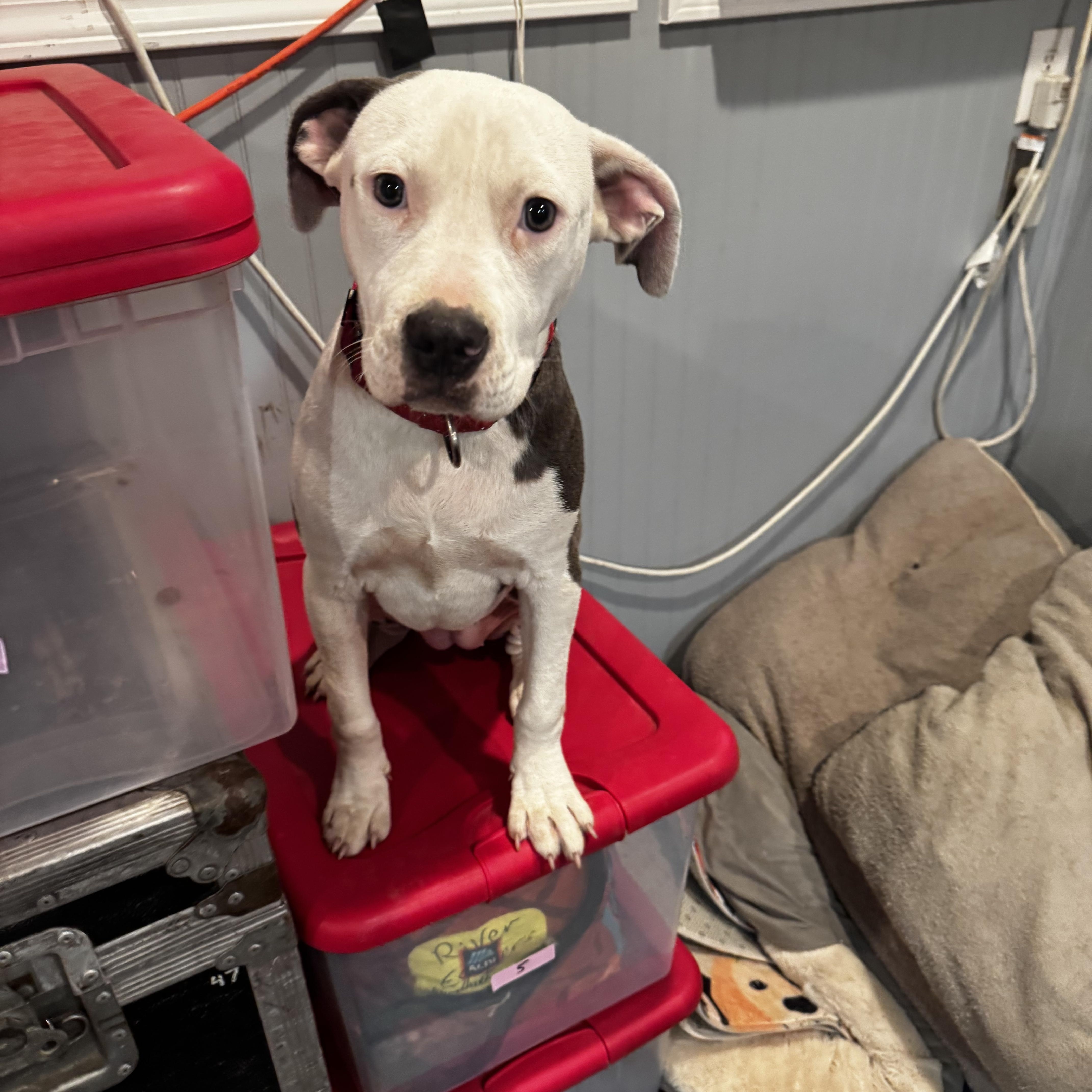 Enlarge Moon. Aka Moo Moo, a Adoptable mixed breed in Mount Juliet, TN image 3/6