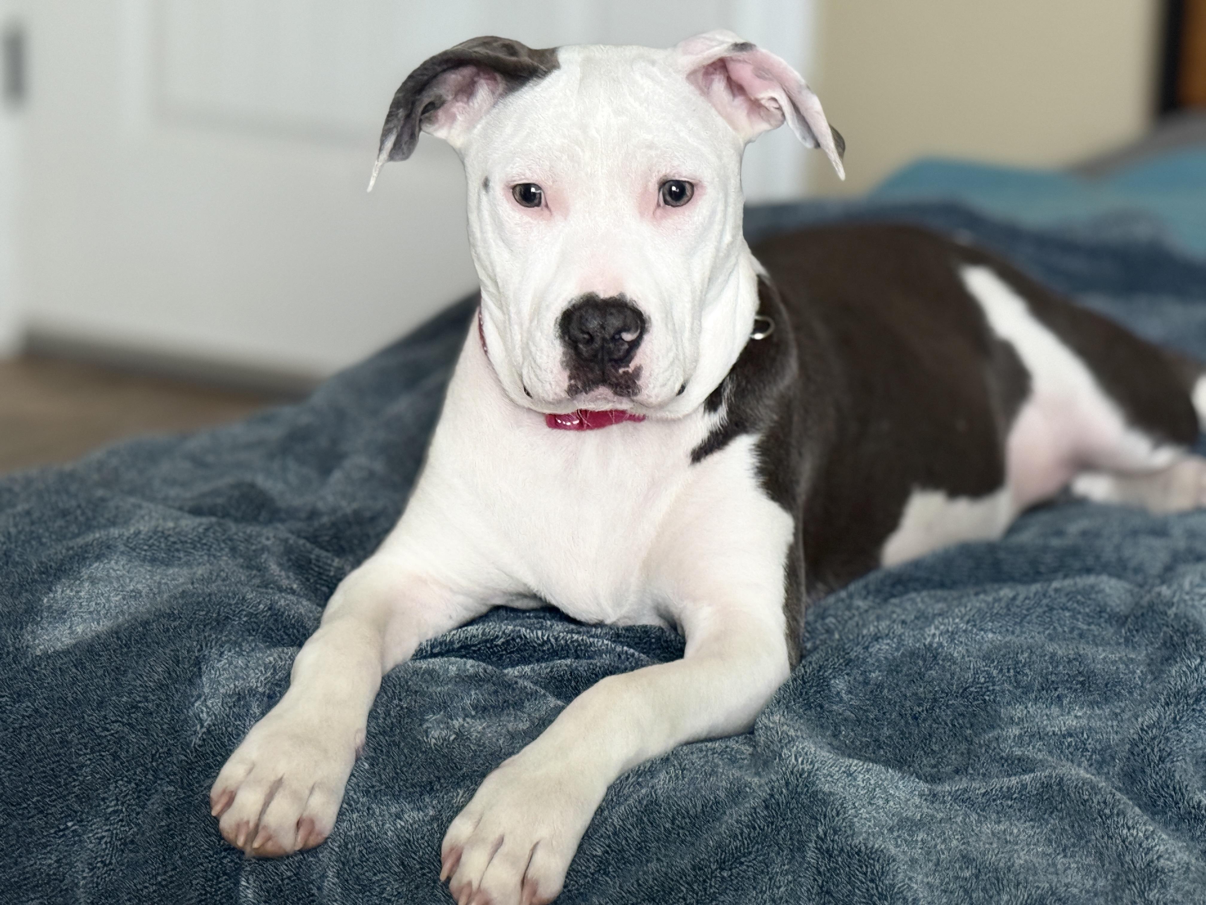 Moon. Aka Moo Moo, Adoptable, Puppy Female Pit Bull Terrier.