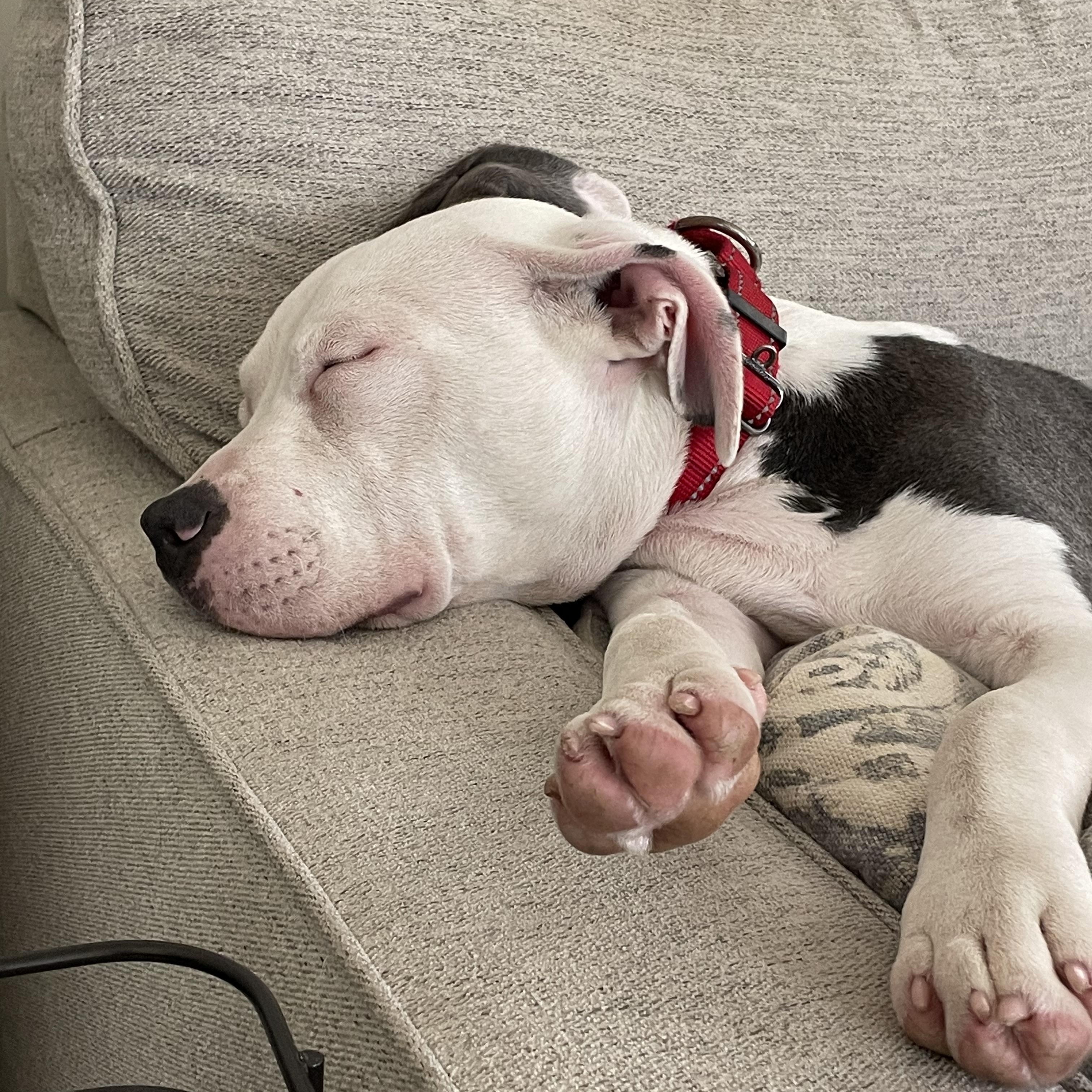 Enlarge Moon. Aka Moo Moo, a Adoptable mixed breed in Mount Juliet, TN image 5/6