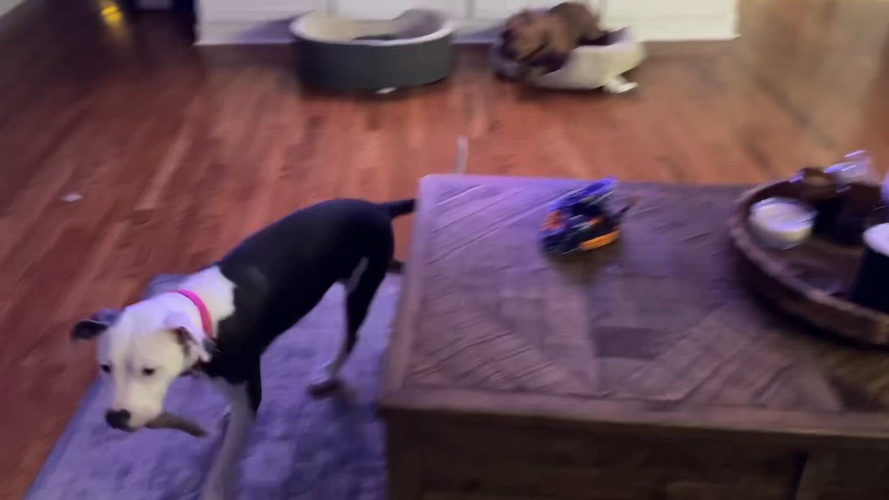 Enlarge Moon. Aka Moo Moo, a Adoptable mixed breed in Mount Juliet, TN video 2/6