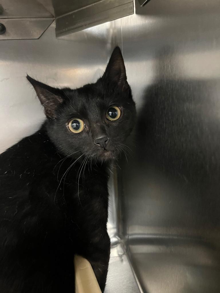 Grasshopper, Adopted, Kitten Female Domestic Short Hair.