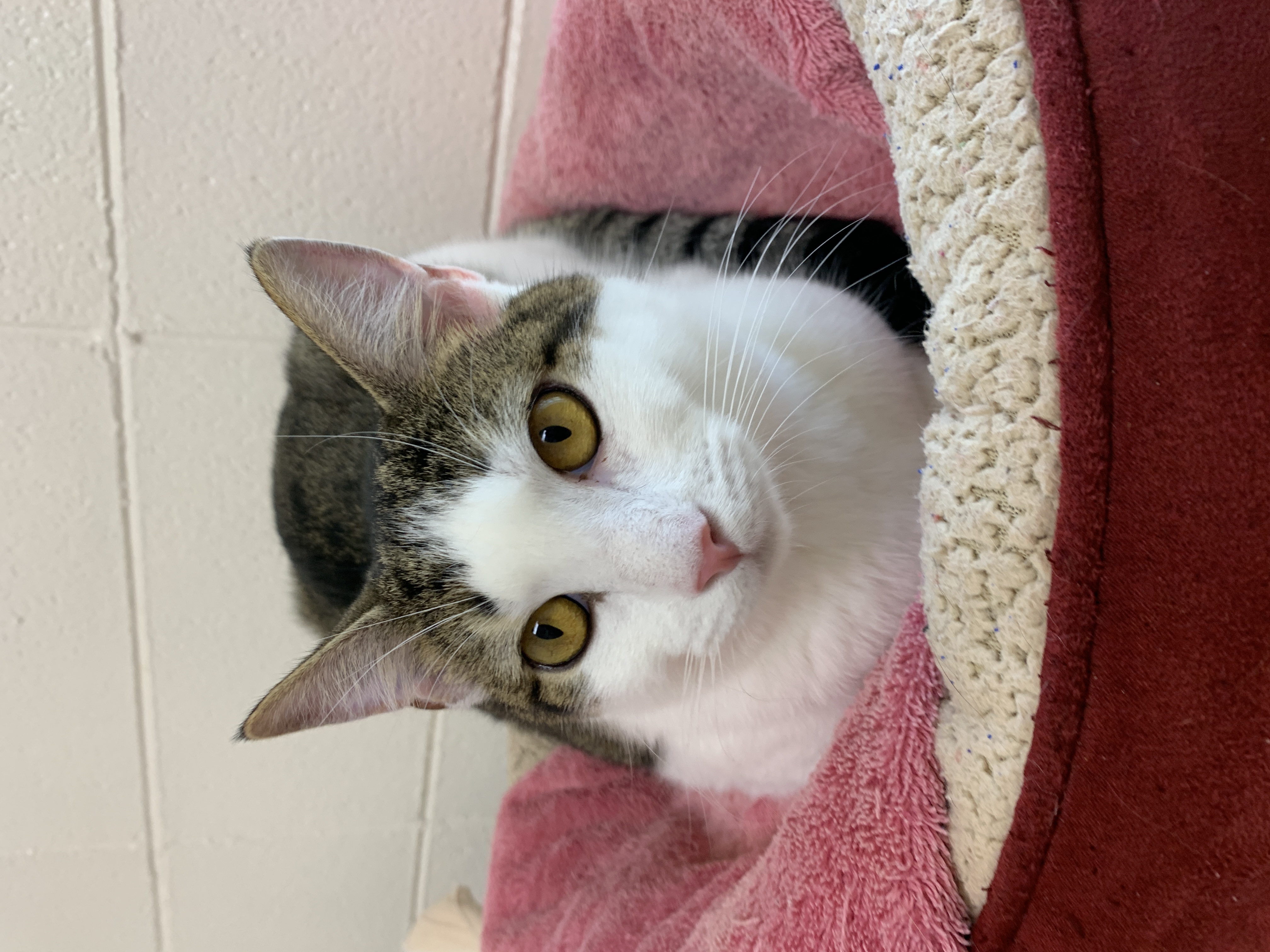 Amazon Prime, a Adopted mixed breed in El Sobrante, CA image 3/6