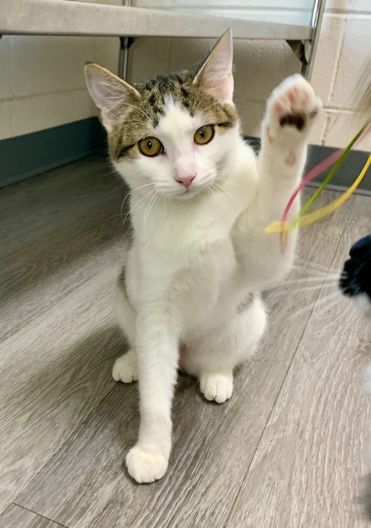 Amazon Prime, a Adopted mixed breed in El Sobrante, CA image 4/6