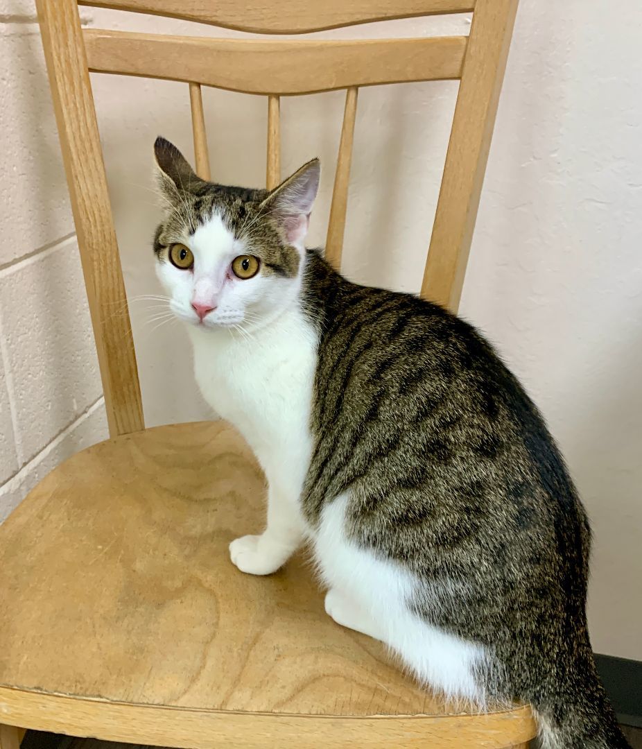 Amazon Prime, Adopted, Young Female Domestic Short Hair & Tabby.