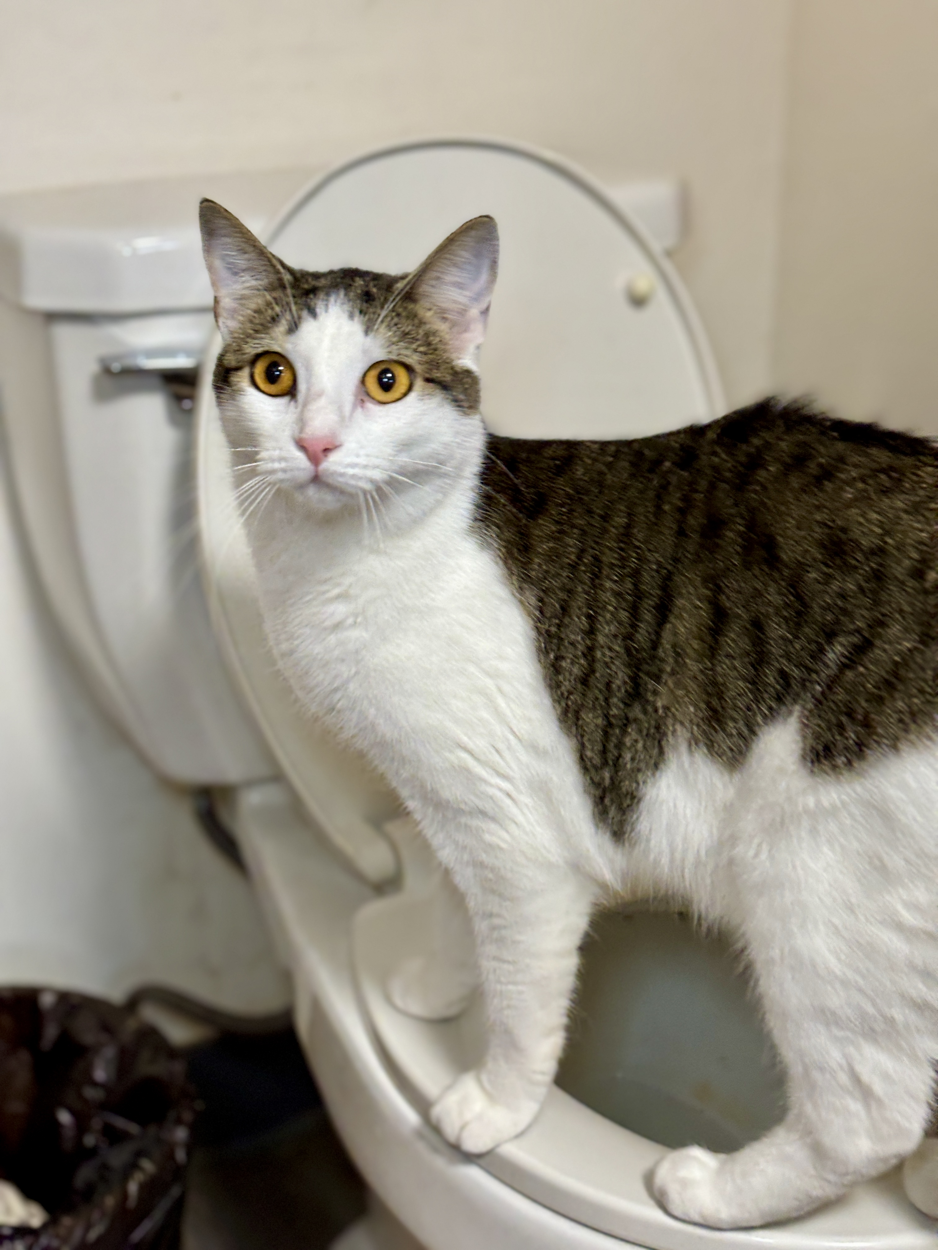 Amazon Prime, a Adopted mixed breed in El Sobrante, CA image 2/6