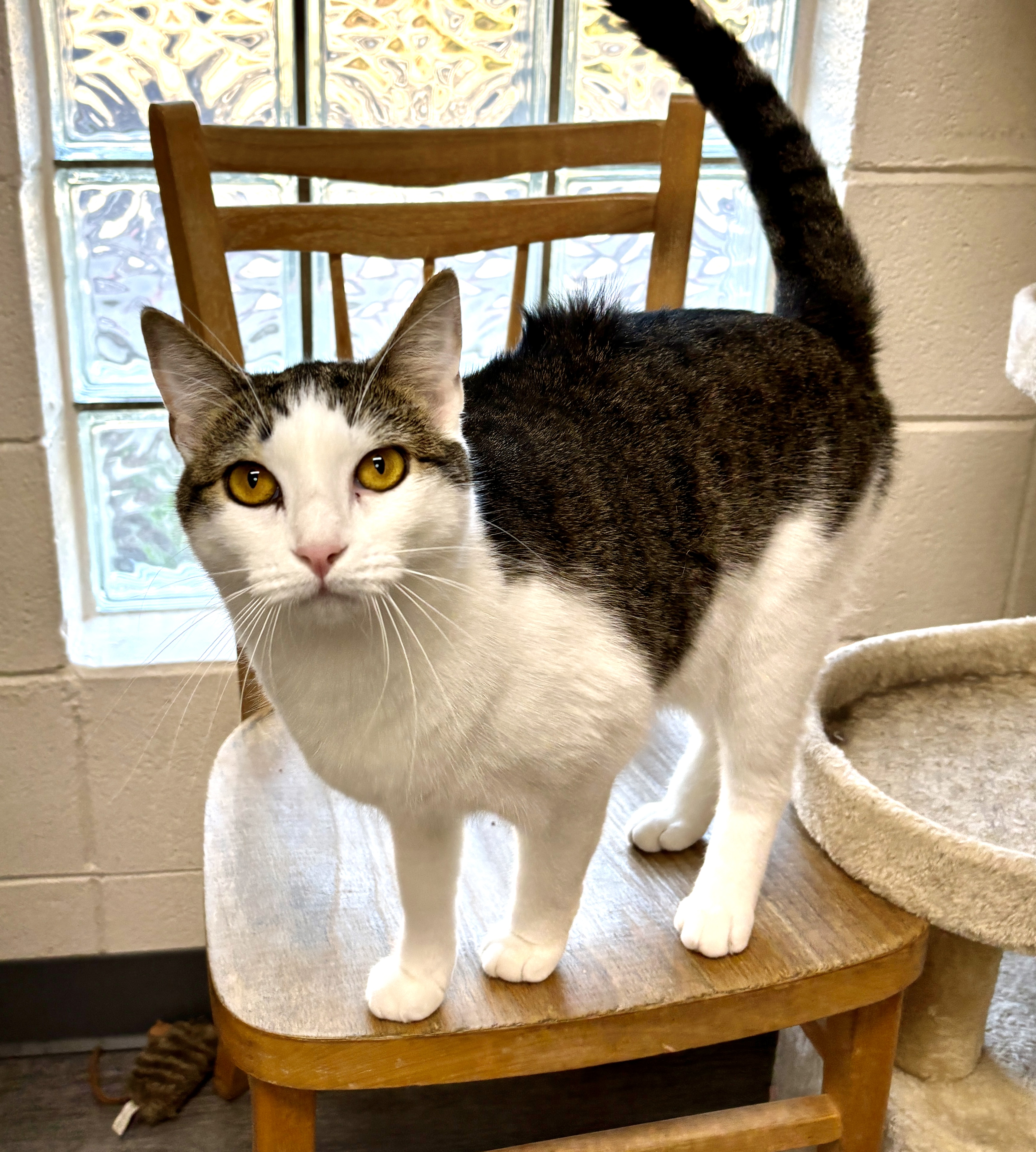 Amazon Prime, a Adopted mixed breed in El Sobrante, CA image 6/6