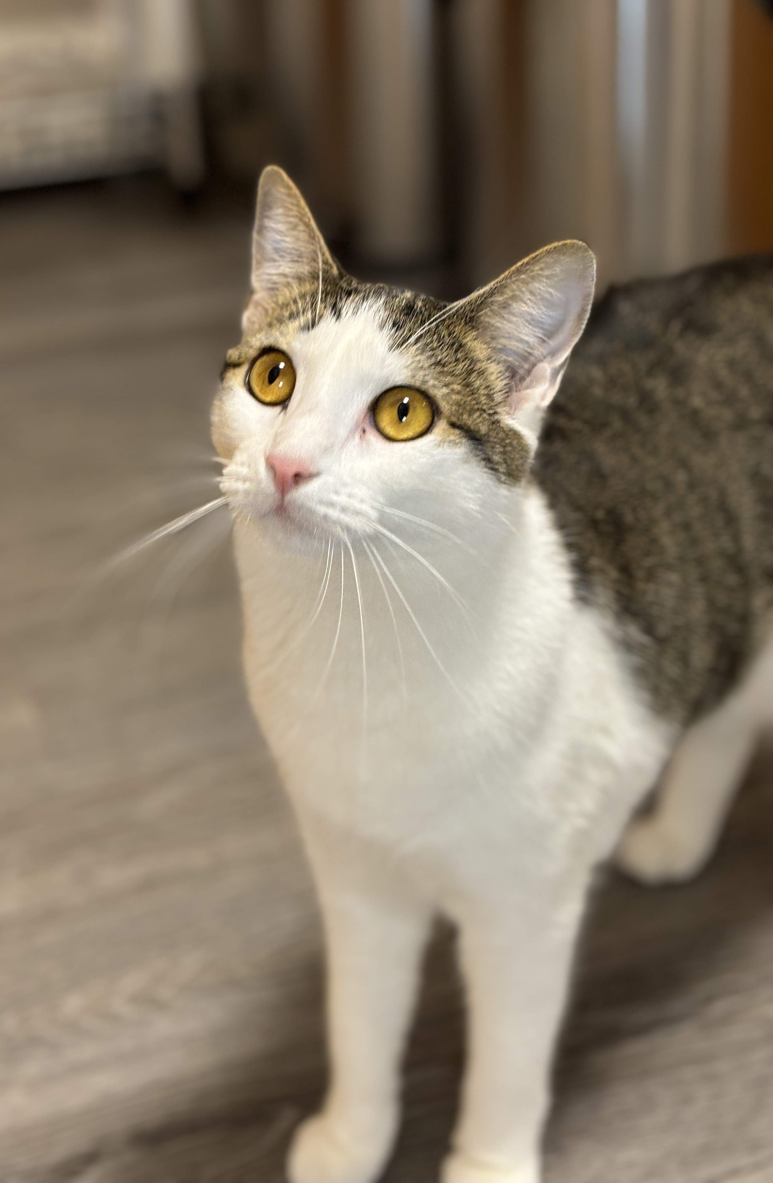 Amazon Prime, Adopted, Young Female Domestic Short Hair & Tabby.