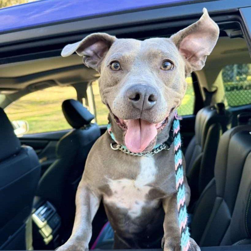Leprechaun Larry, Adoptable, Young Male Mixed Breed.