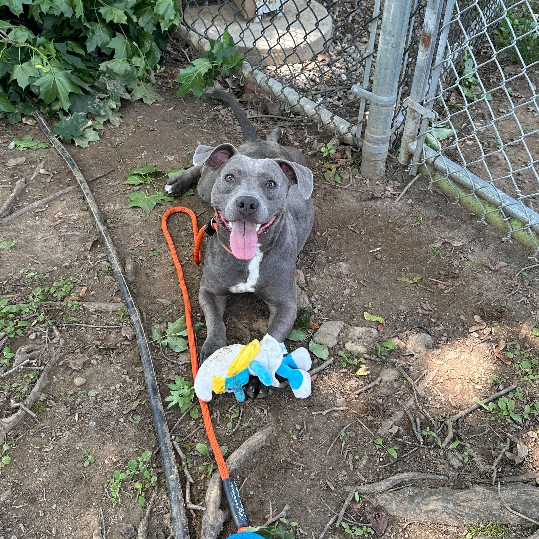 Leprechaun Larry, a Adoptable Mixed Breed in Media, PA image 2/3