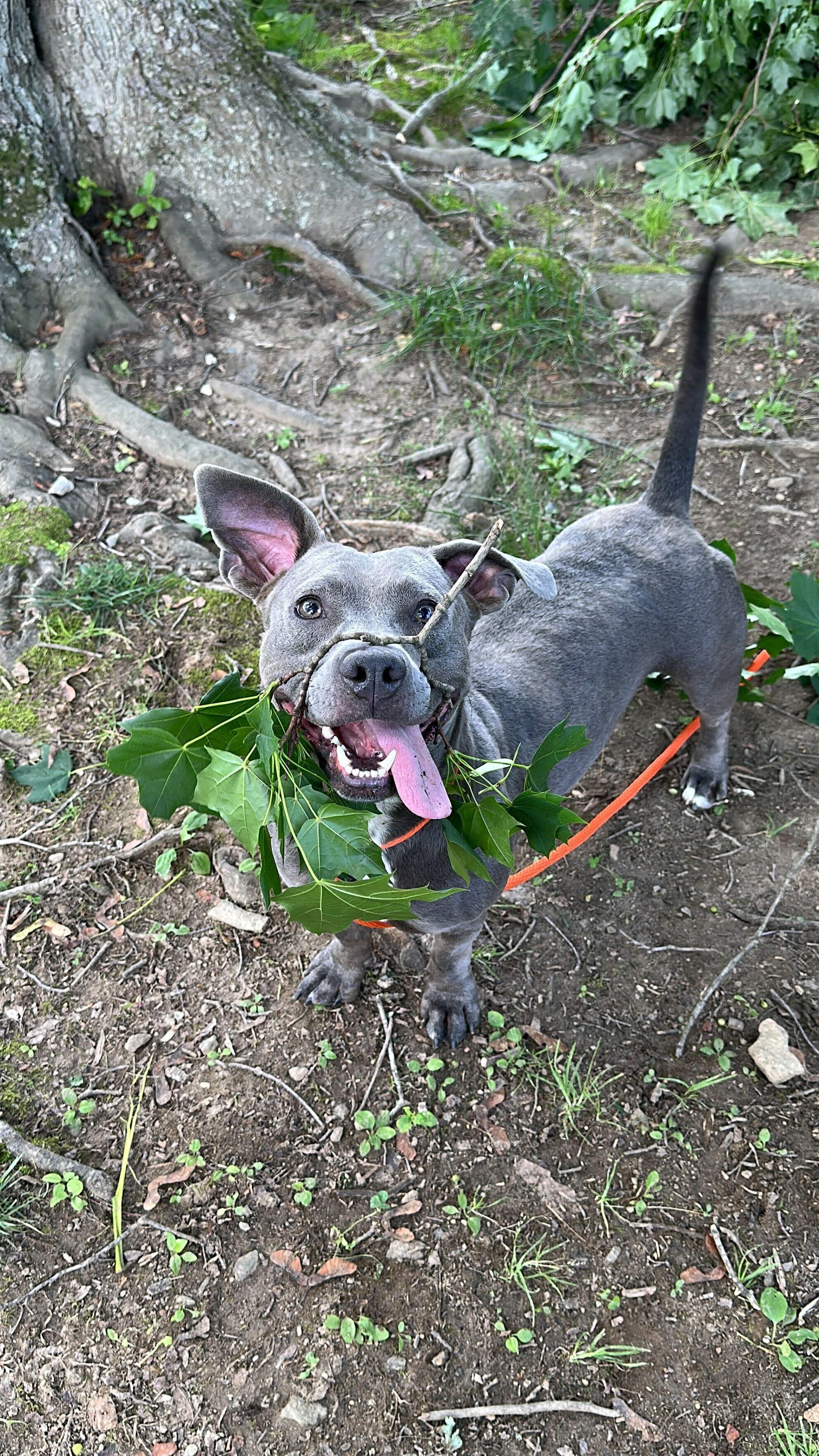 Leprechaun Larry, a Adoptable Mixed Breed in Media, PA image 3/3