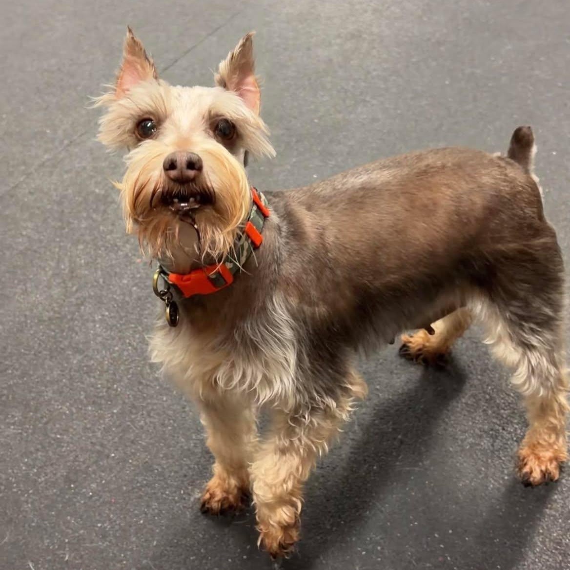 Enlarge Betty, a ADOPTABLE Miniature Schnauzer in Valparaiso, IN image 2/2
