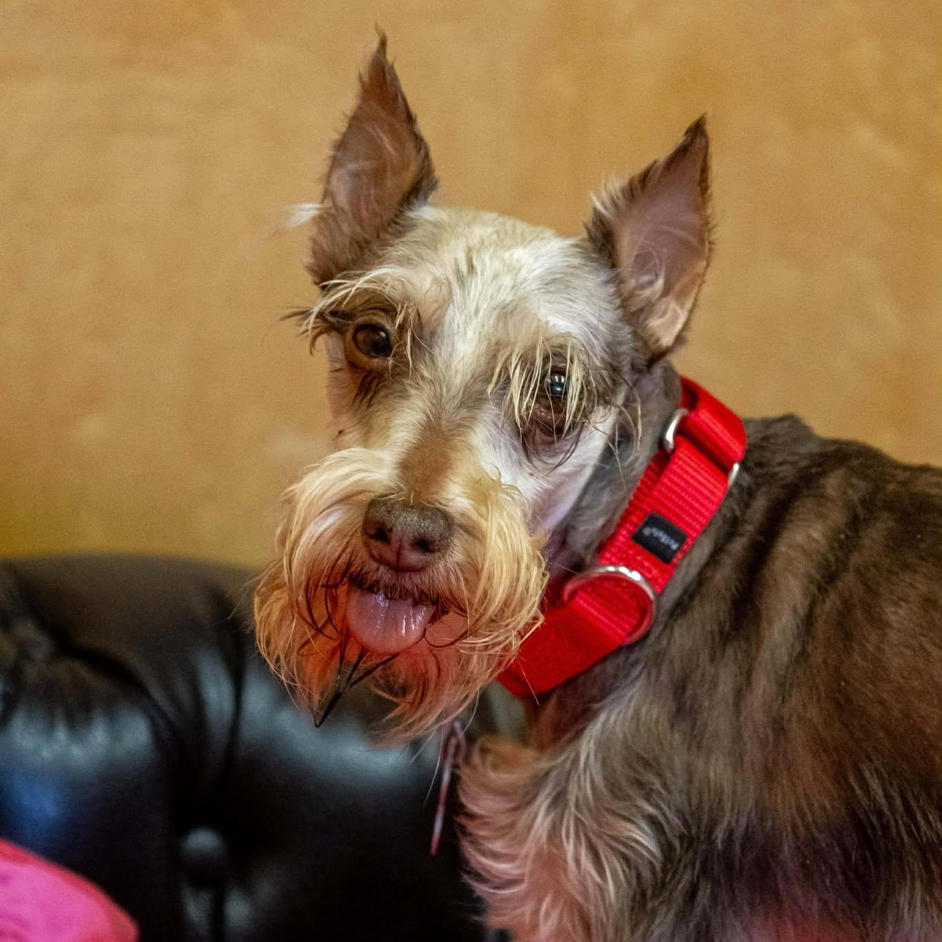 Betty, ADOPTABLE, Adult Female Miniature Schnauzer.