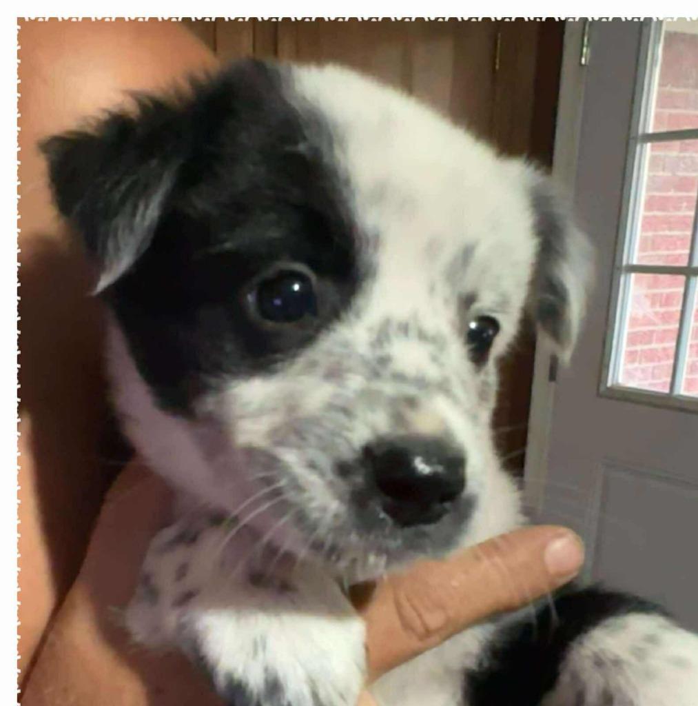 Max, Adopted, Young Male Australian Cattle Dog / Blue Heeler & Border Collie.