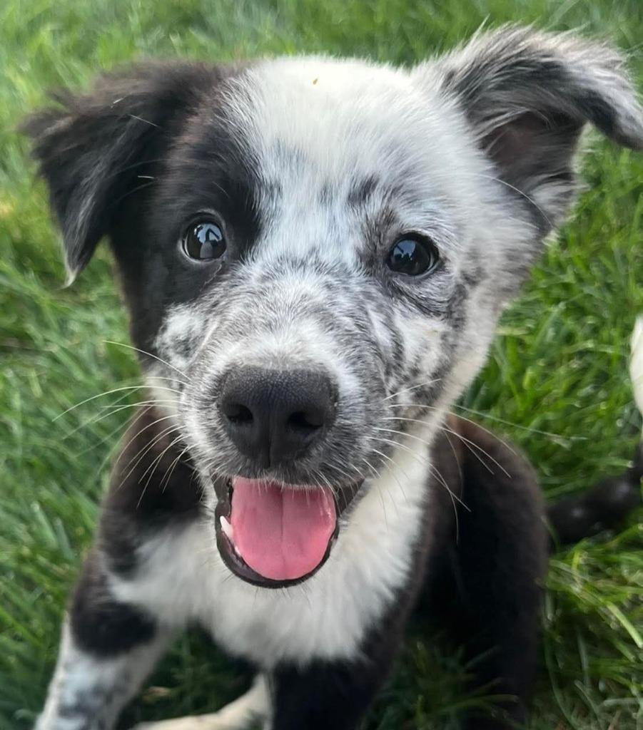 Enlarge Max, a Adopted mixed breed in Johnston, IA image 2/2