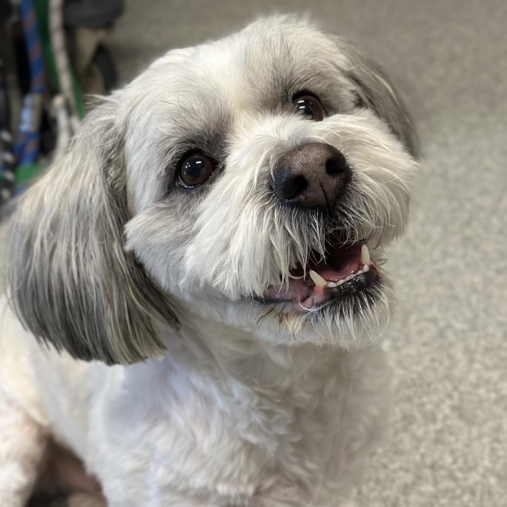 Cooper, a Adoptable Mixed Breed in Hinsdale, IL image 1/2
