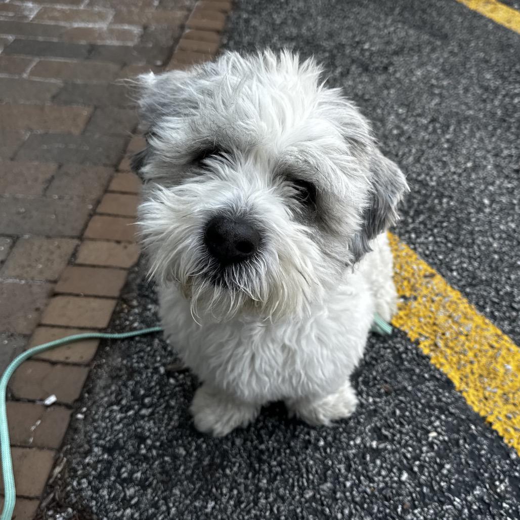 Cooper, a Adoptable Mixed Breed in Hinsdale, IL image 2/2