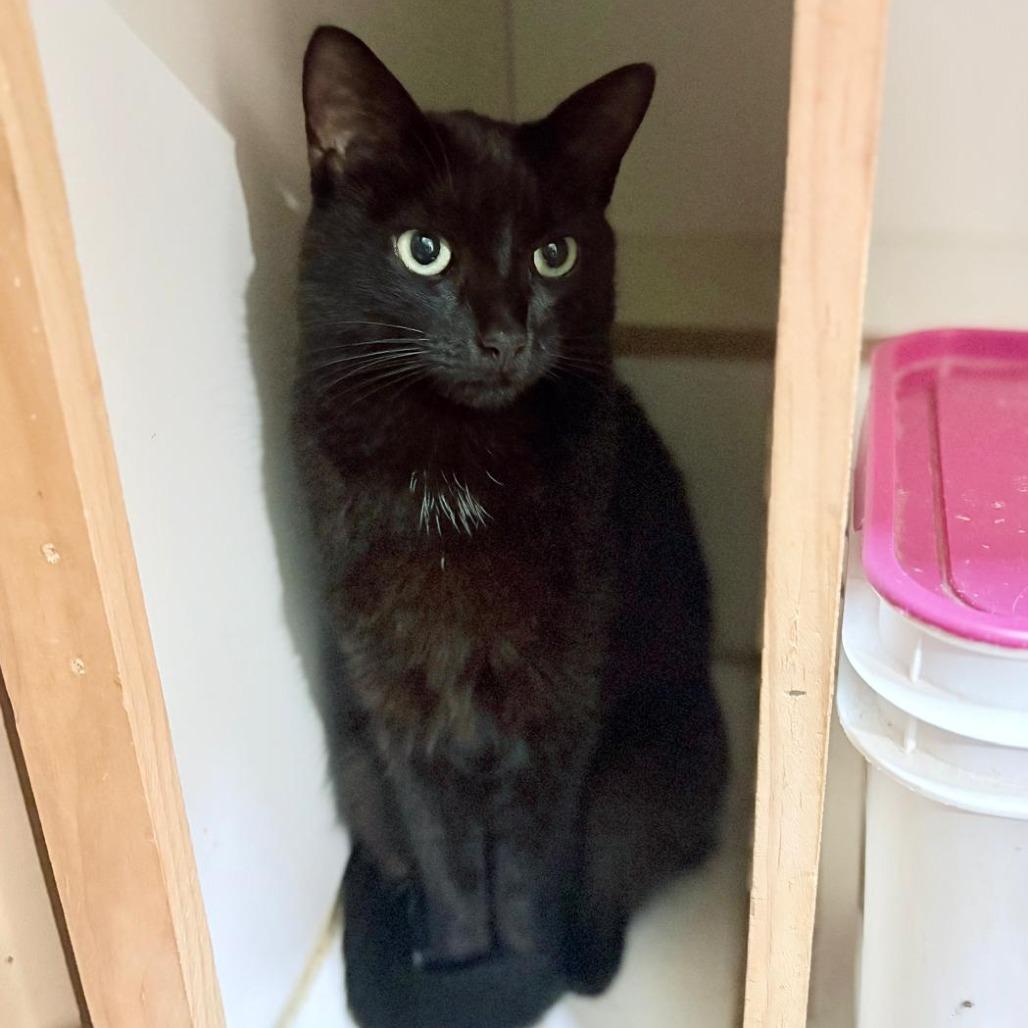 Eleanor, a Adoptable Domestic Medium Hair in Sparks, NV image 1/6