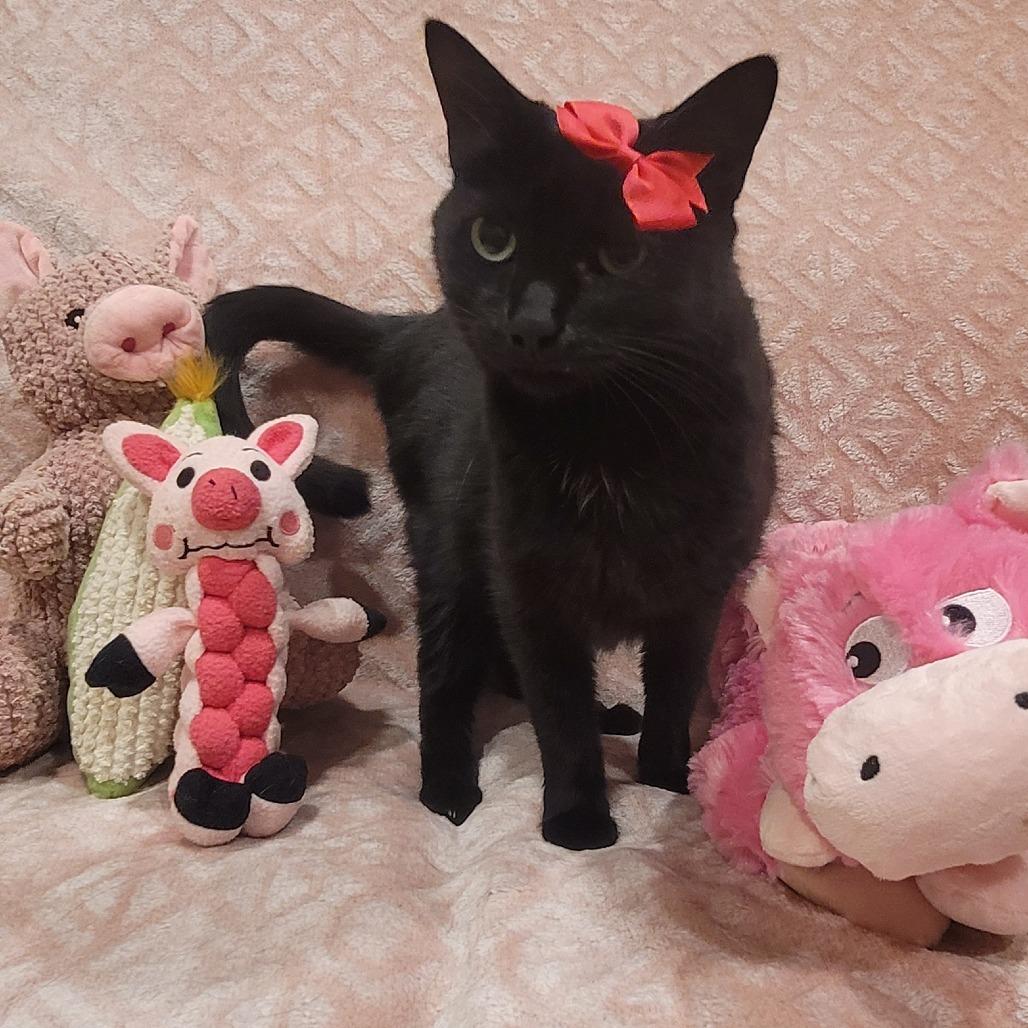 Eleanor, a Adoptable Domestic Medium Hair in Sparks, NV image 6/6