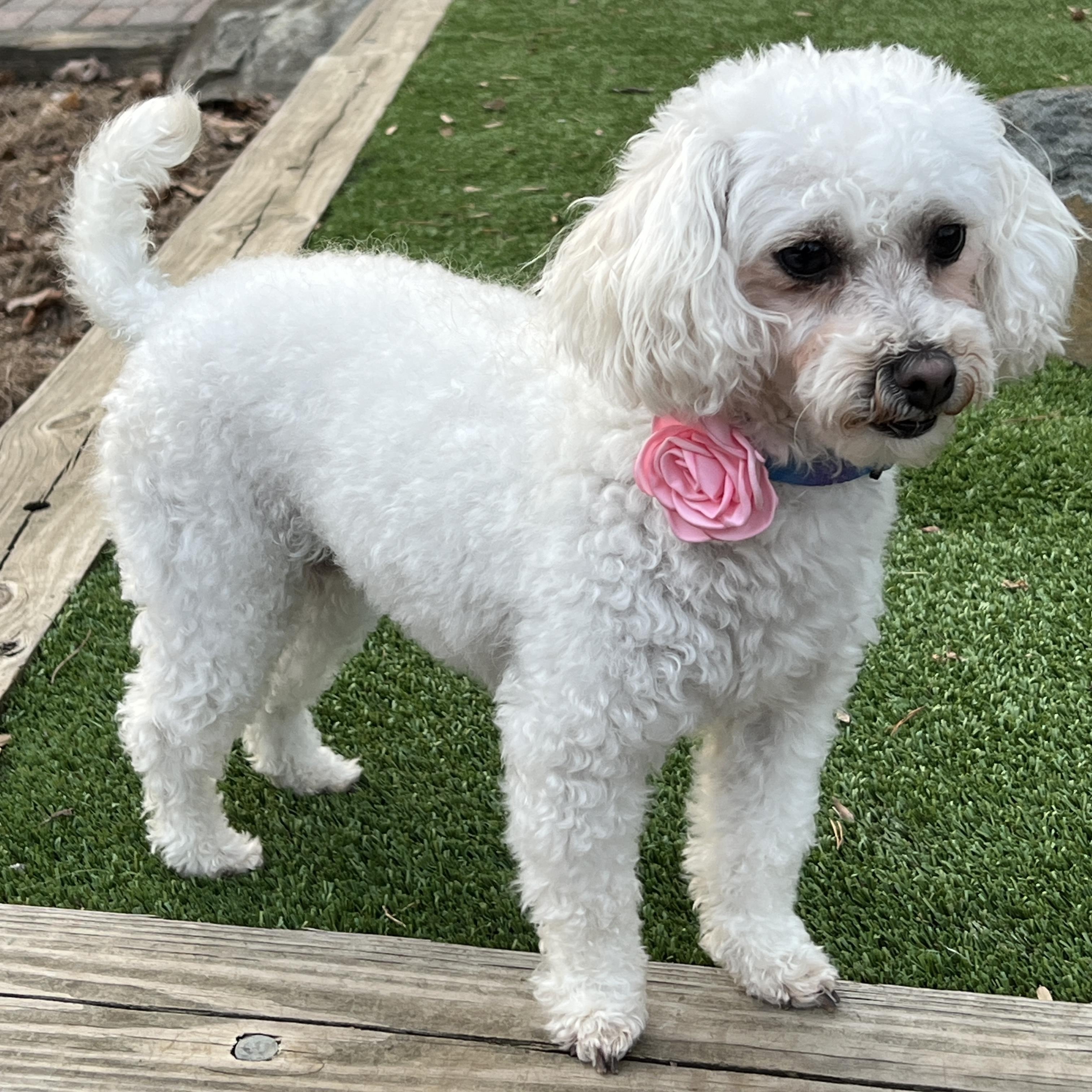 Lana, a ADOPTABLE mixed breed in High Point, NC image 3/5