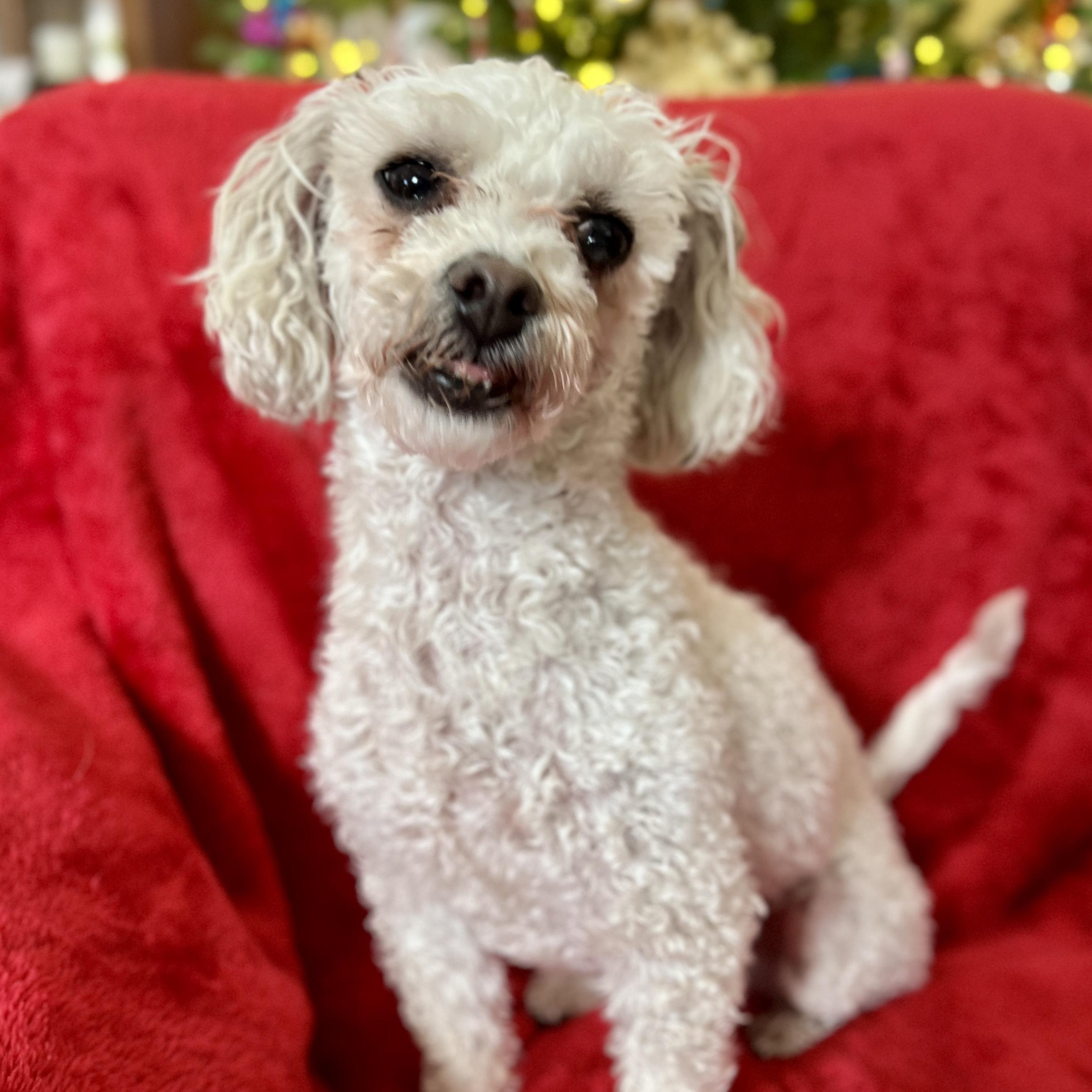 Enlarge Lana, a ADOPTABLE mixed breed in High Point, NC image 5/5