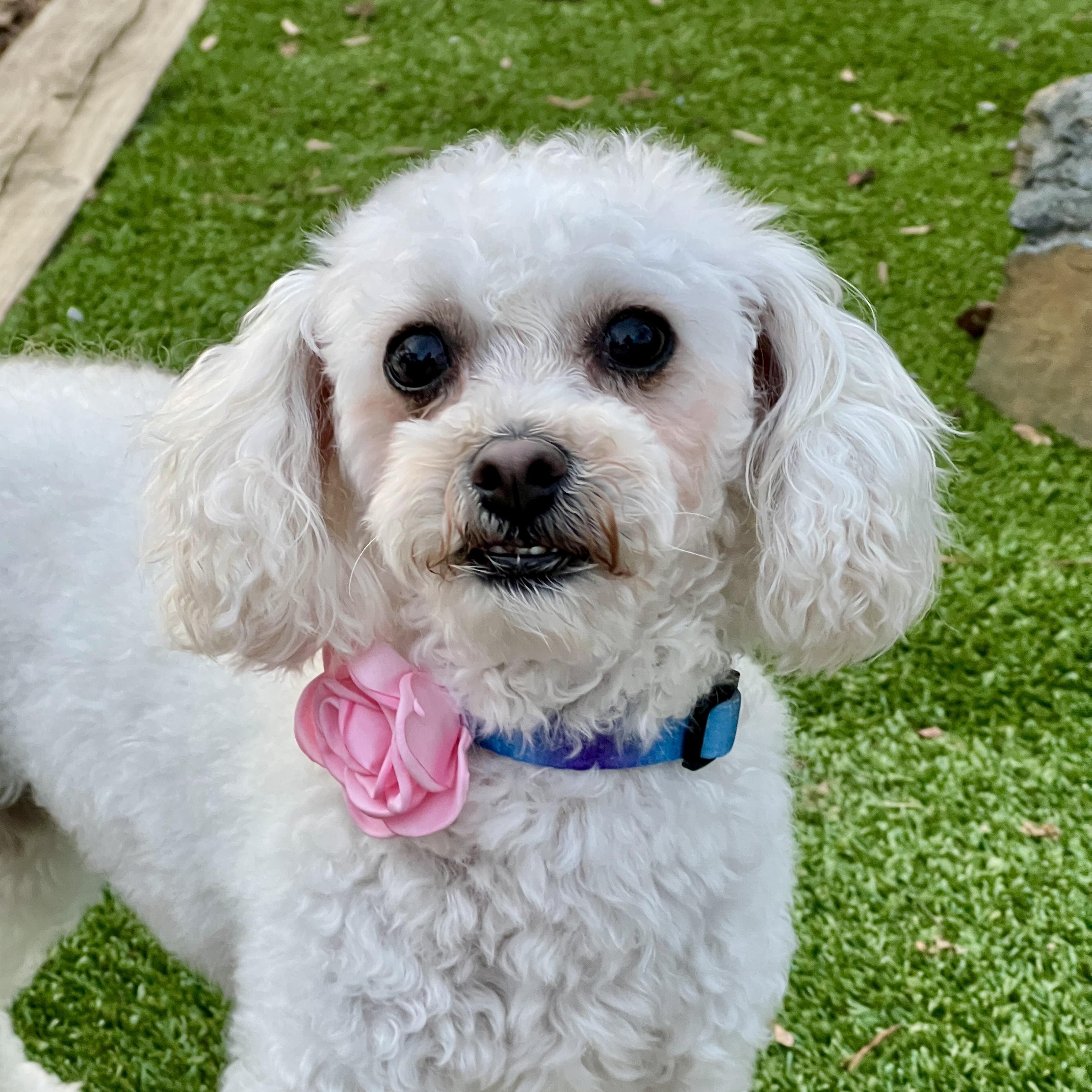 Lana, a ADOPTABLE mixed breed in High Point, NC image 2/5