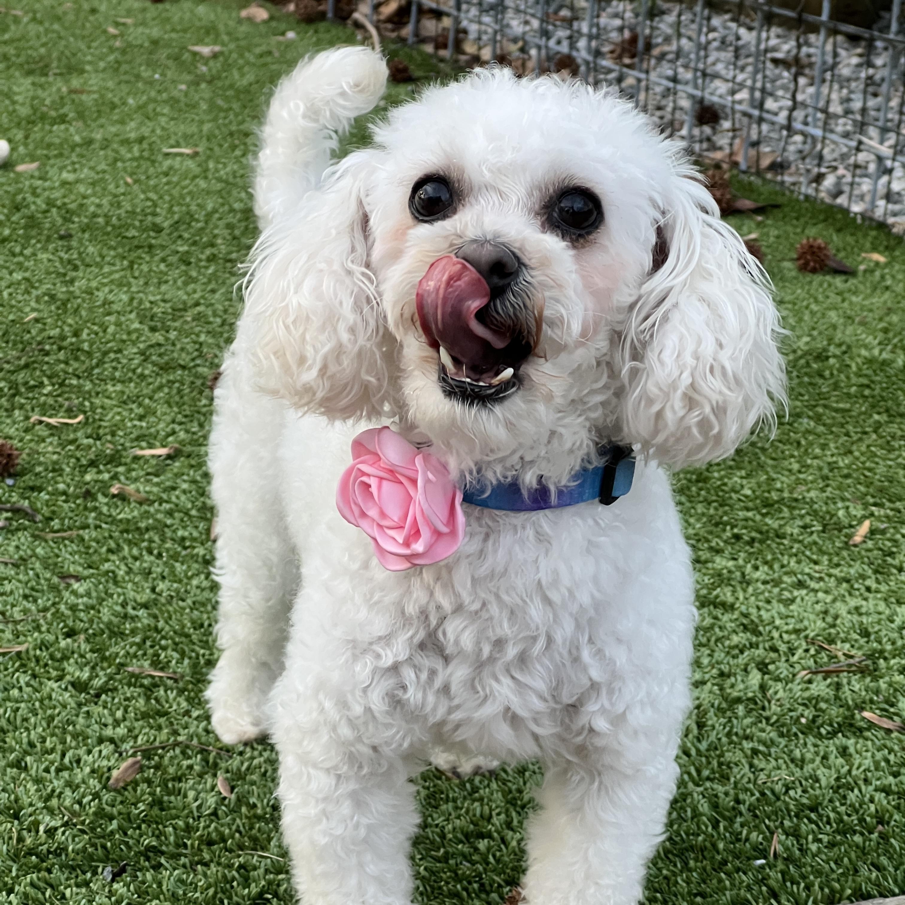 Lana, a ADOPTABLE mixed breed in High Point, NC image 5/5