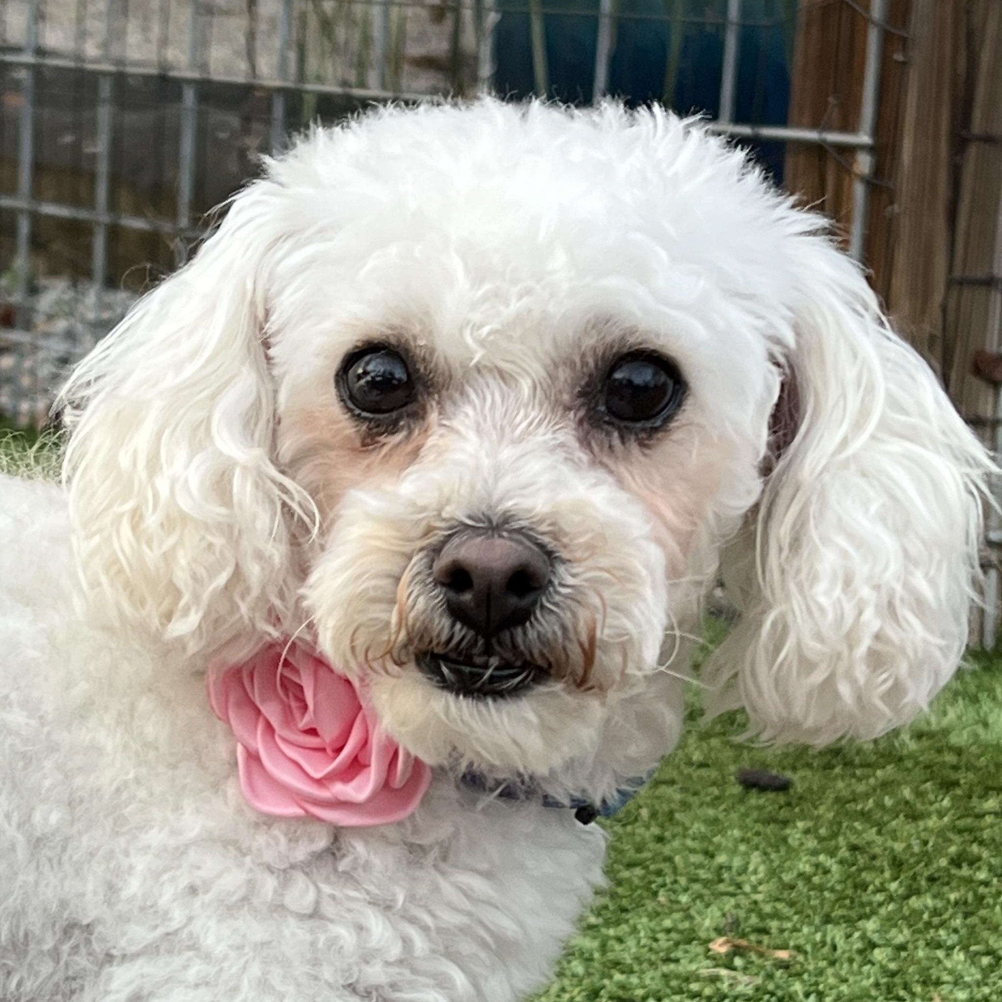 Lana, a ADOPTABLE mixed breed in High Point, NC image 1/5