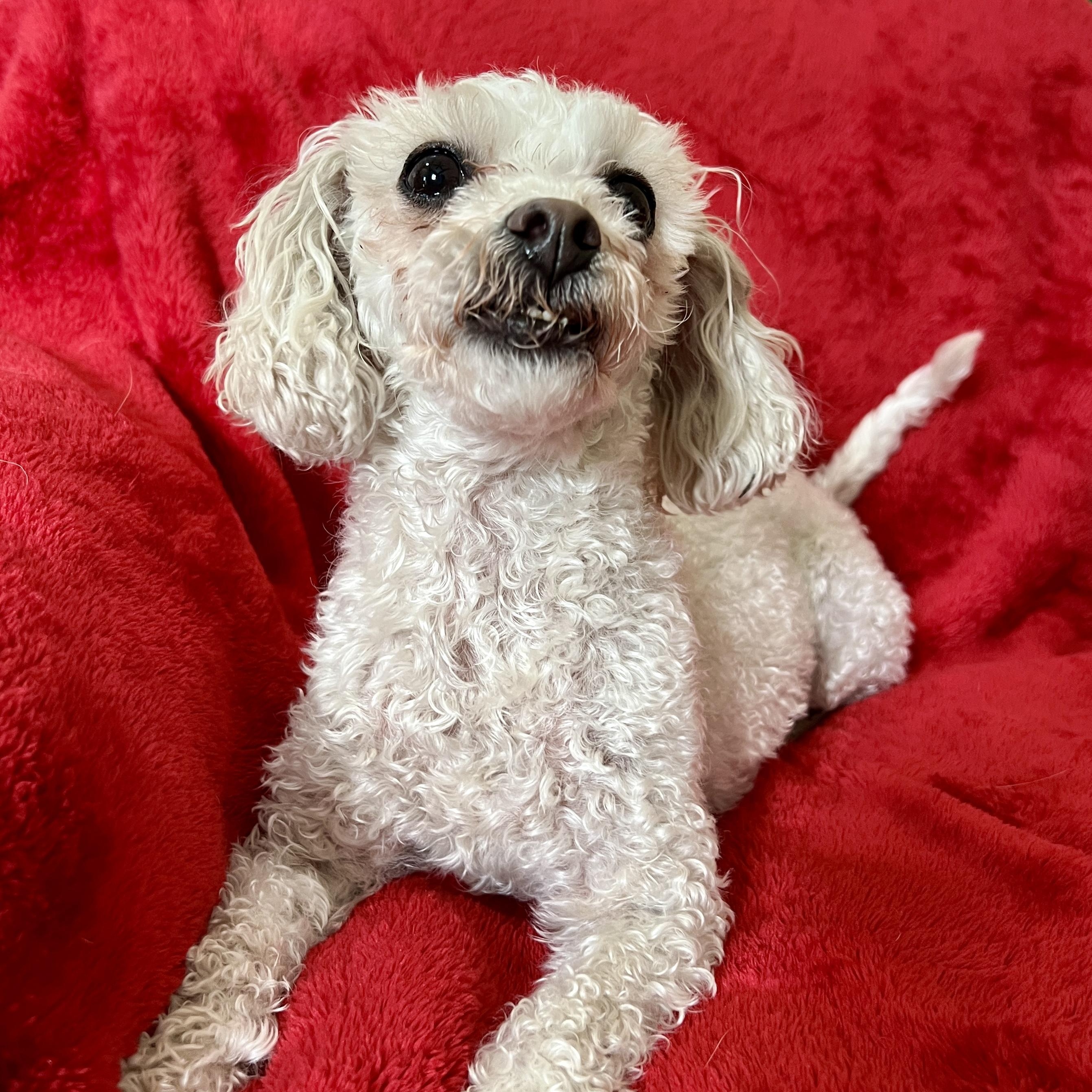 Enlarge Lana, a ADOPTABLE mixed breed in High Point, NC image 2/5