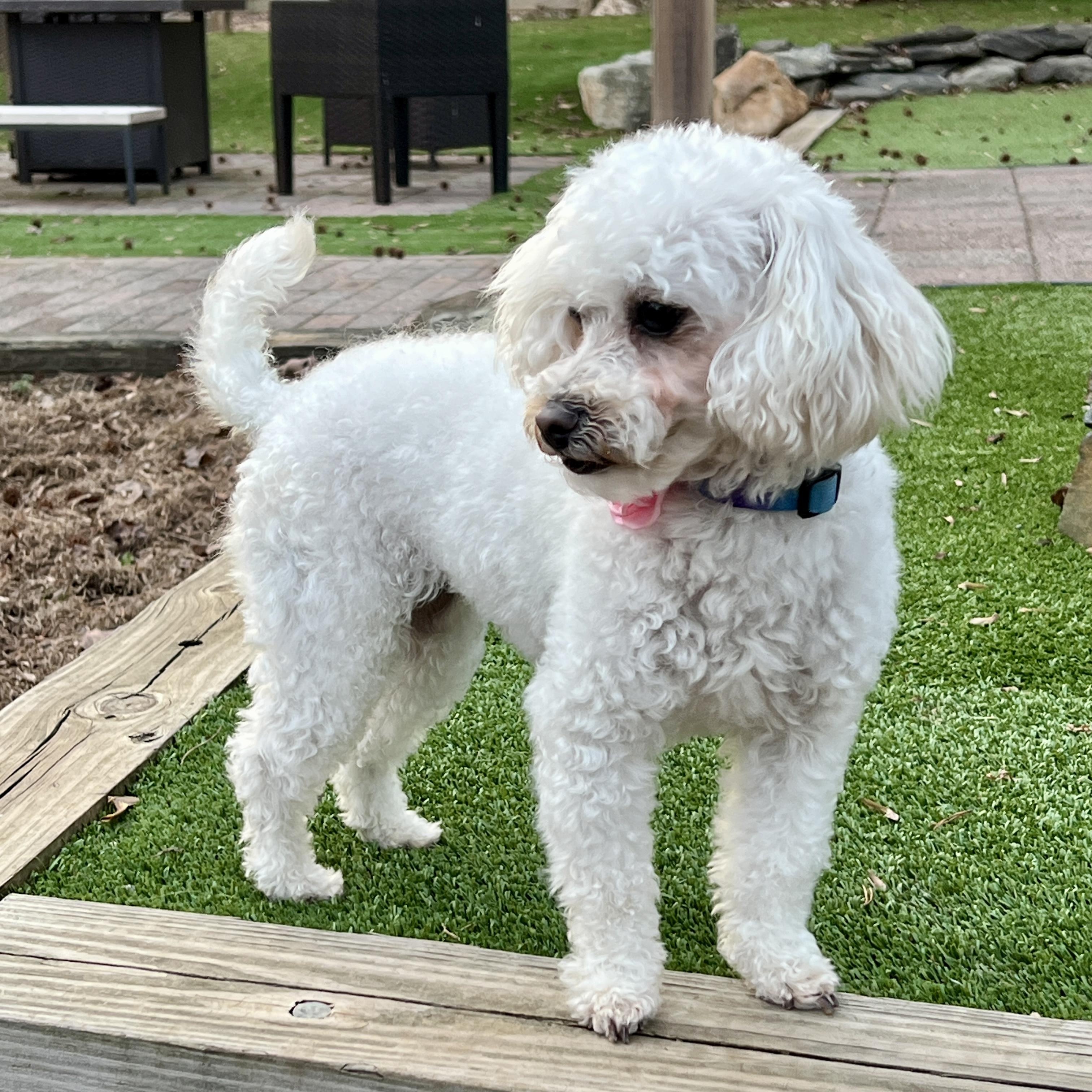 Lana, a ADOPTABLE mixed breed in High Point, NC image 4/5