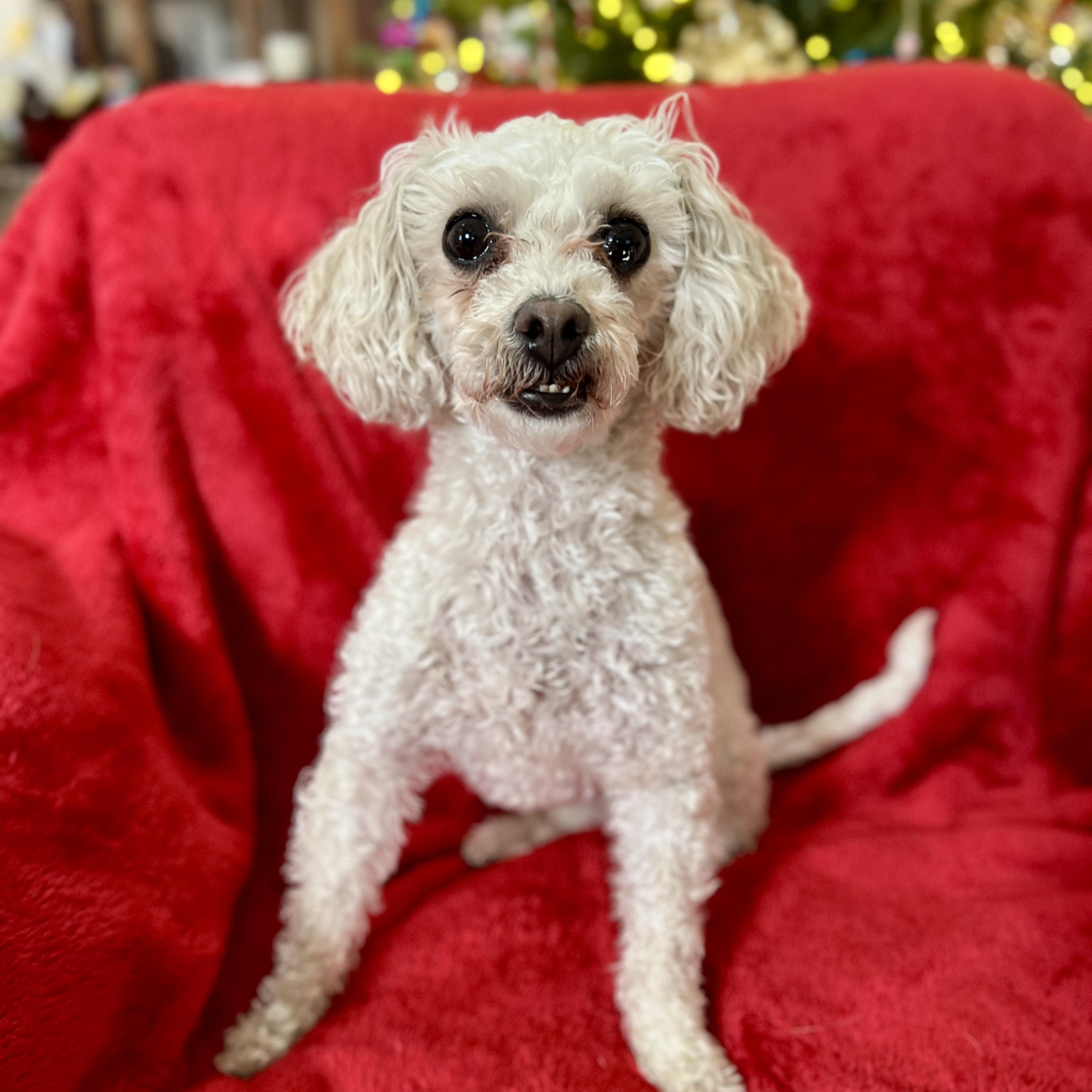 Enlarge Lana, a ADOPTABLE mixed breed in High Point, NC image 1/5