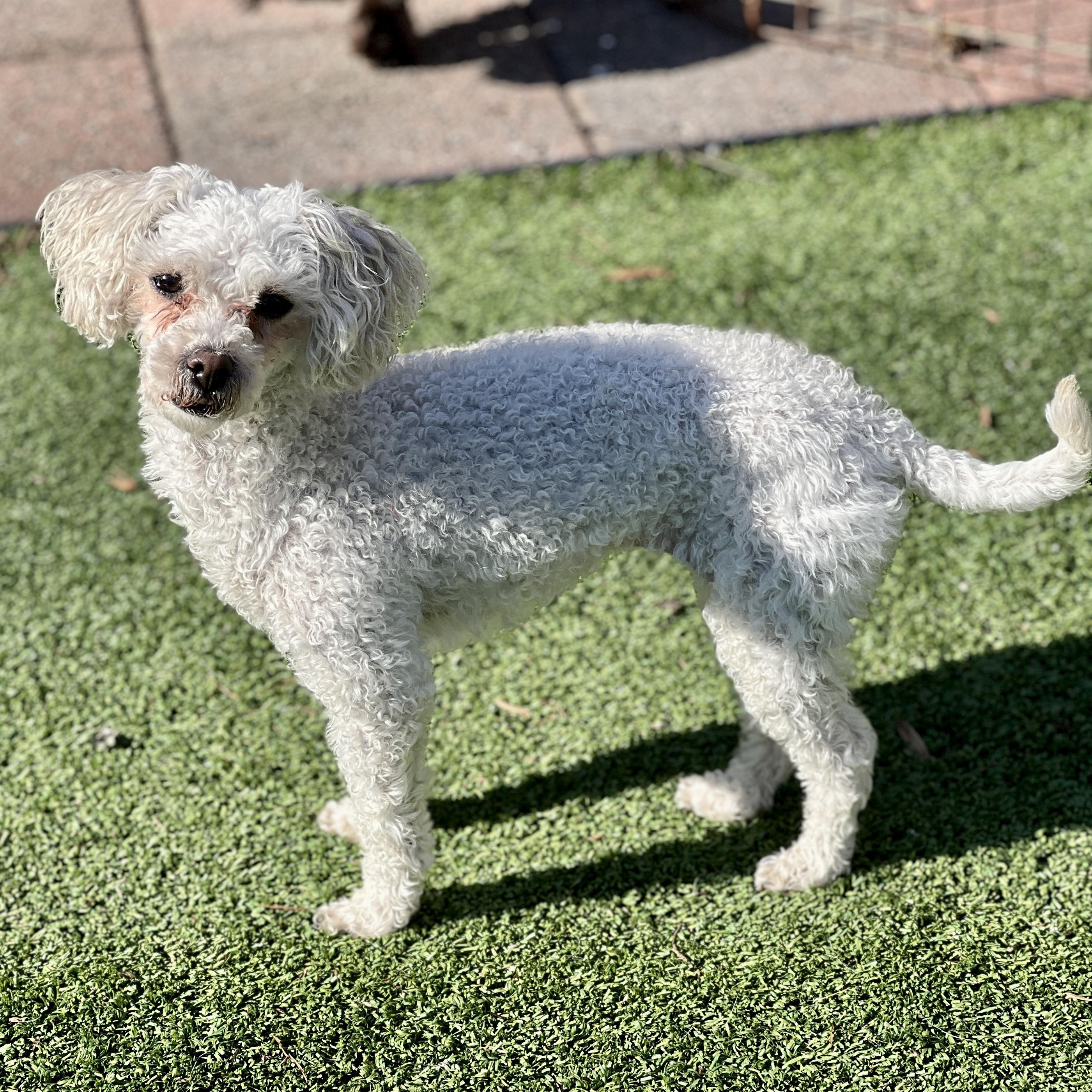 Enlarge Lana, a ADOPTABLE mixed breed in High Point, NC image 4/5